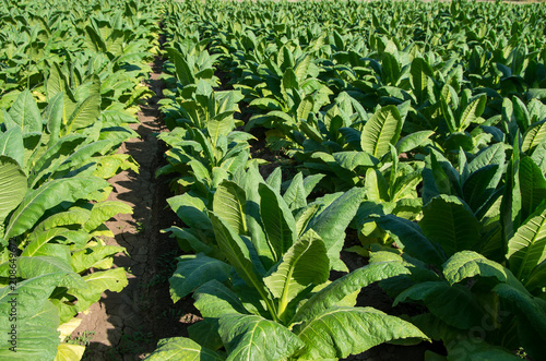 Nicotiana tabacum, cultivated tobacco.