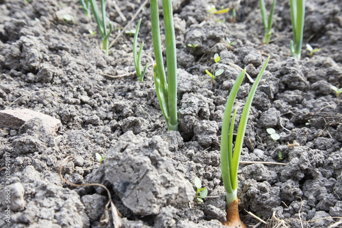 beds with young onions, rows of green onions, green onions in the ground