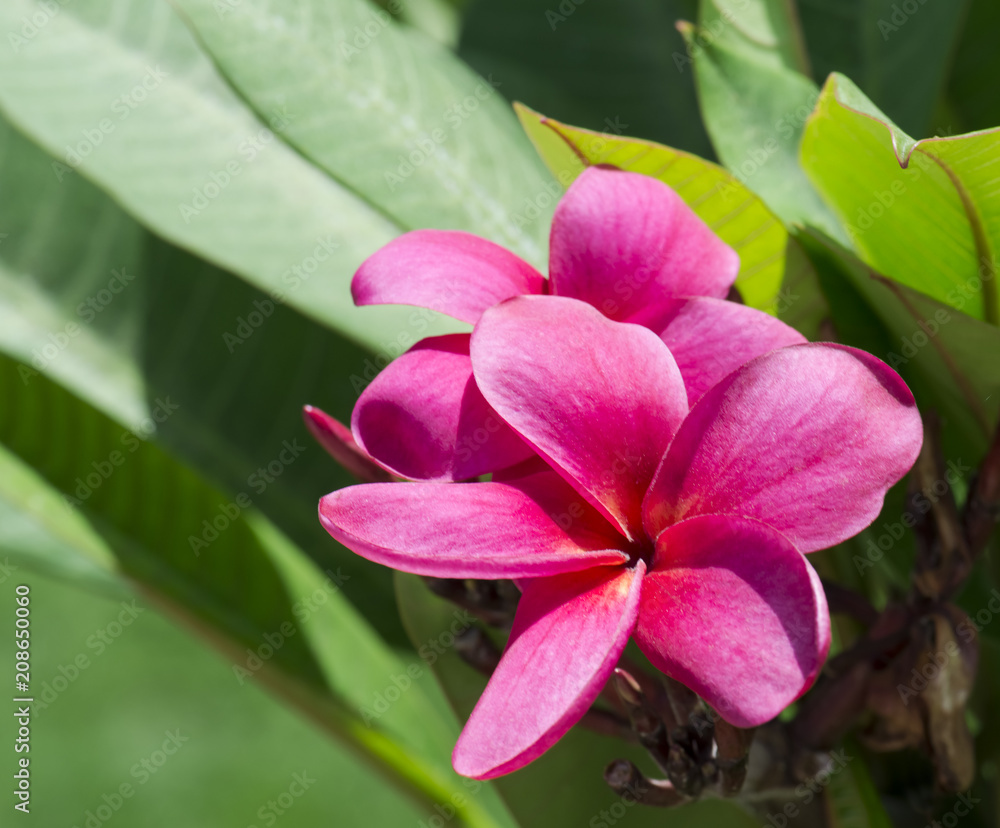 pink flowers (Frangipani, Plumeria) on a sunny day with natural background. (selective focus) pink flowers (Frangipani, Plumeria) on a sunny day with natural background. (selective focus)