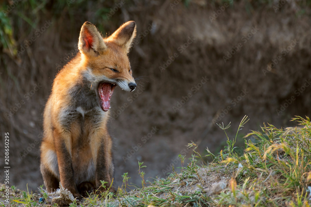 Little Red Fox yawns near the hole Little Red Fox yawns near the hole