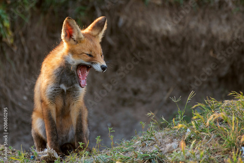 Little Red Fox yawns near the hole © Tatiana