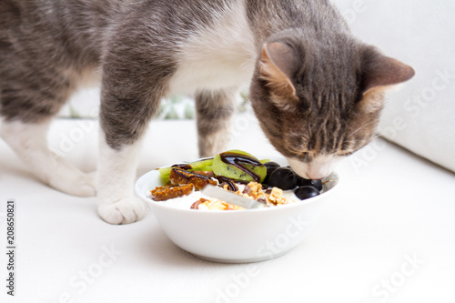 Fototapeta Naklejka Na Ścianę i Meble -  Cute Cat in Healthy Concept