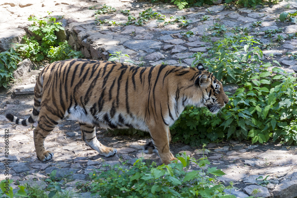 Siberian tiger (Panthera tigris altaica), also known as the Amur tiger. Siberian tiger (Panthera tigris altaica), also known as the Amur tiger.
