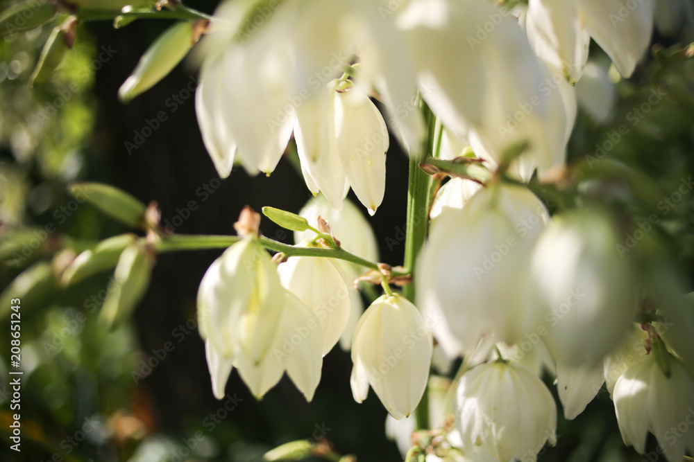 Yucca Rock Lily Flowers Blooming at Golden Hour in the Spring Yucca Rock Lily Flowers Blooming at Golden Hour in the Spring