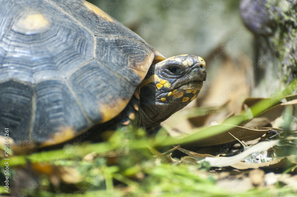 Close up shot of a turtle on a pond. Close up shot of a turtle on a pond.