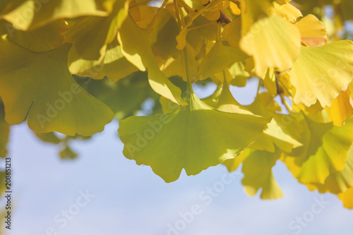 Ginkgo bilova foliage close up  autumnal colours
