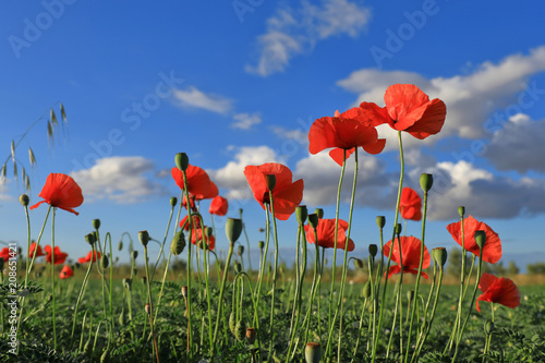 Red poppies with clouds in the background
