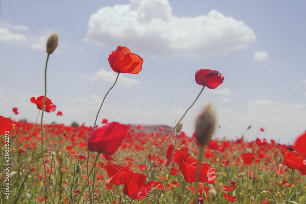 Naklejka premium red wild poppies in the countryside