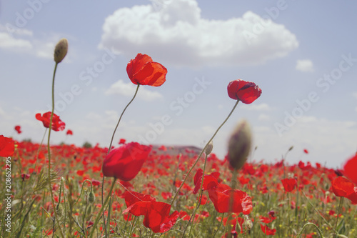Fototapeta Naklejka Na Ścianę i Meble -  red wild poppies in the countryside