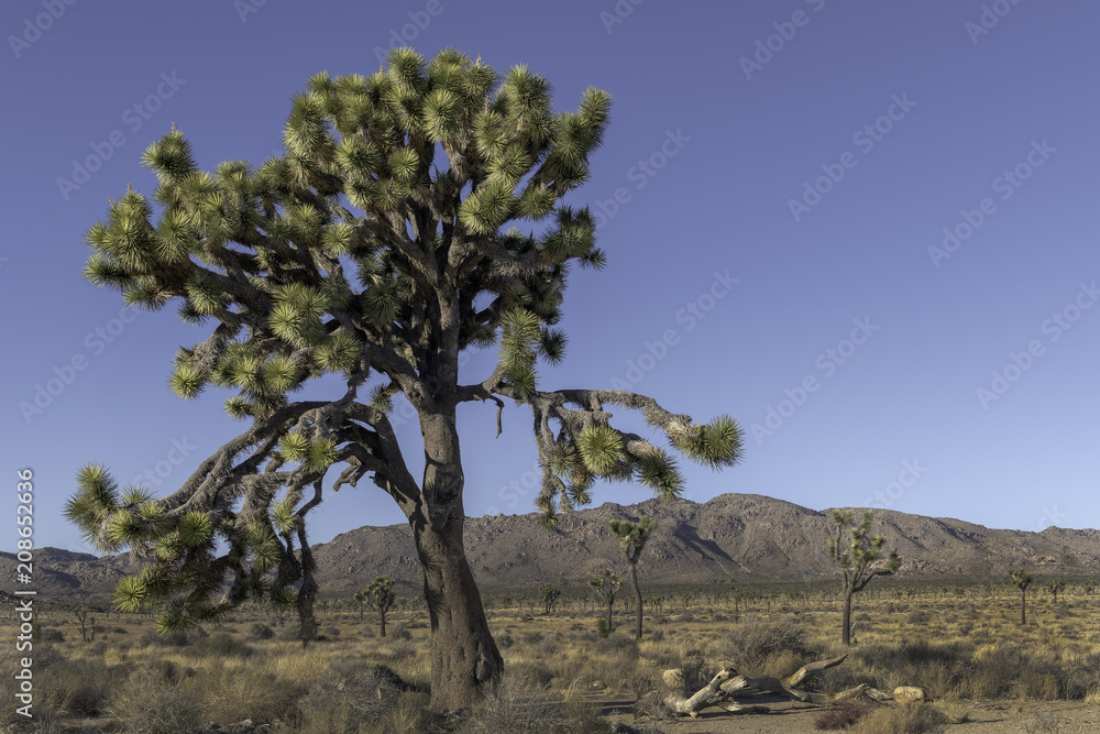 Joshua Trees in Joshua Tree National Park, Twentynine Palms, California Joshua Trees in Joshua Tree National Park, Twentynine Palms, California