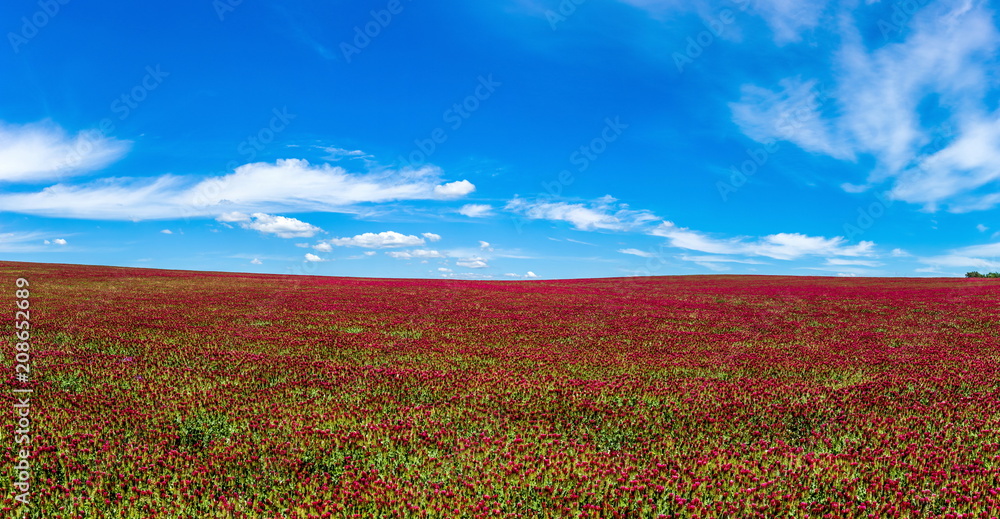 Panorama of red clover field and blue sky in summer day. Panorama of red clover field and blue sky in summer day.