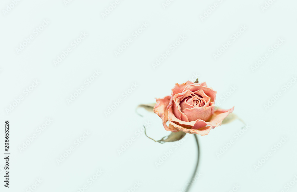 Dried small rose on a white background. Dried small rose on a white background.