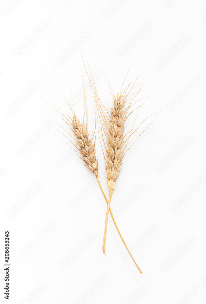 Wheat ears on white background Wheat ears on white background