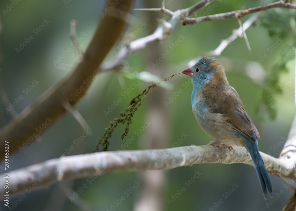 Blue Capped Cordon Blue (Uraeginthus cyanocephalus) Blue Capped Cordon Blue (Uraeginthus cyanocephalus)