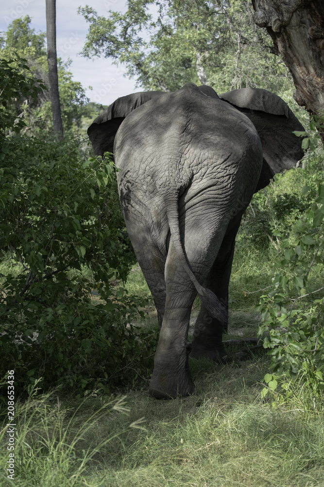 Fototapeta premium African Elephant Walking Into the Bush, Okavango Delta, Botswana