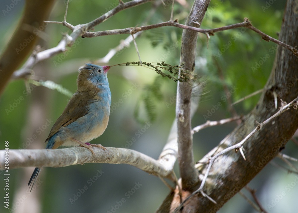 Blue Capped Cordon Blue (Uraeginthus cyanocephalus) Blue Capped Cordon Blue (Uraeginthus cyanocephalus)