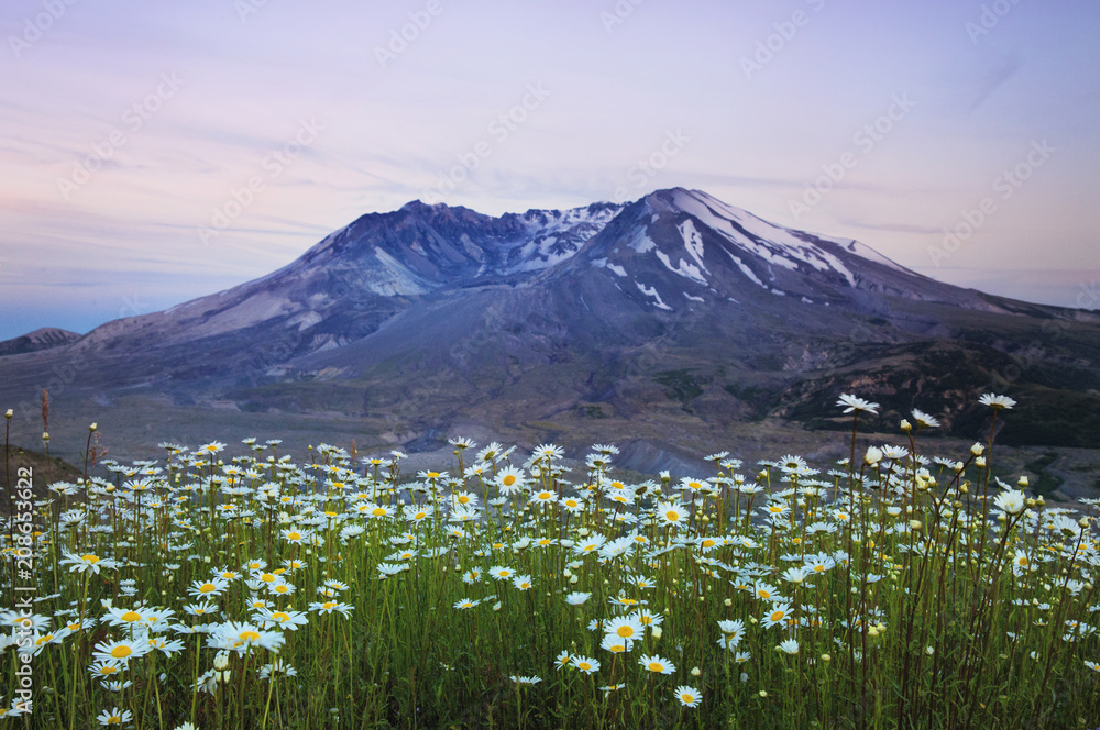 Fototapeta premium Mt. St. Helens in a sea of daisies
