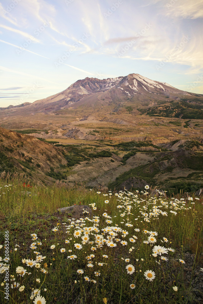 Fototapeta premium Mt. St. Helens surrounded by daisies