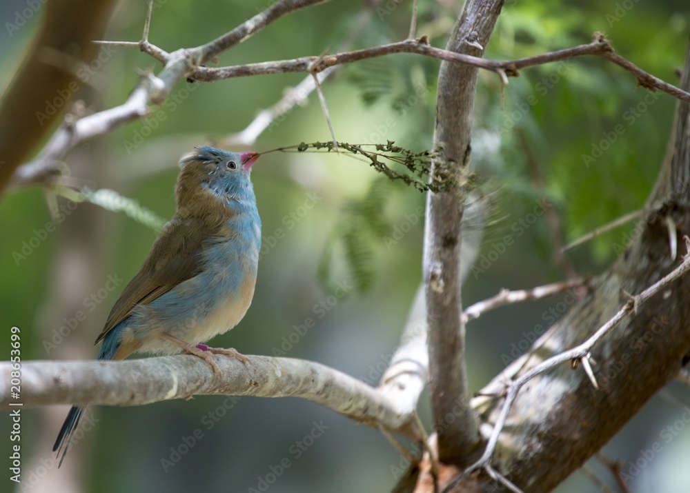 Blue Capped Cordon Blue (Uraeginthus cyanocephalus) Blue Capped Cordon Blue (Uraeginthus cyanocephalus)