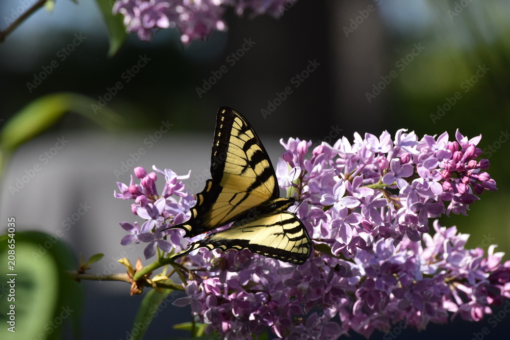 Yellow Swallowtail Butterfly on Purple Lilacs Yellow Swallowtail Butterfly on Purple Lilacs