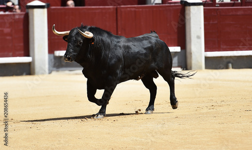 black bull in spain running in bullring