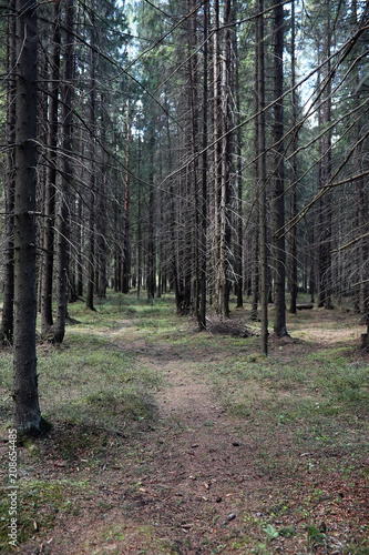 Pine forest. Depths of a forest. Journey through forest paths. T © alexkich