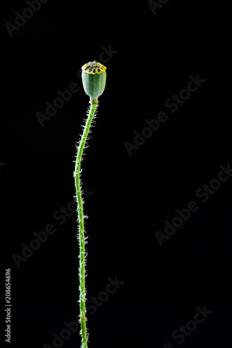 Fototapeta Naklejka Na Ścianę i Meble -  dud of poppies, macro
