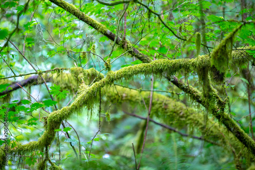 Moss Covered Trees © Craig