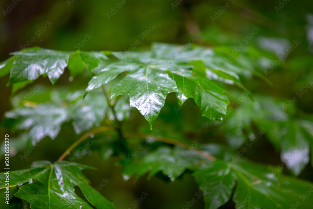 Wet Fresh Leaves Wet Fresh Leaves