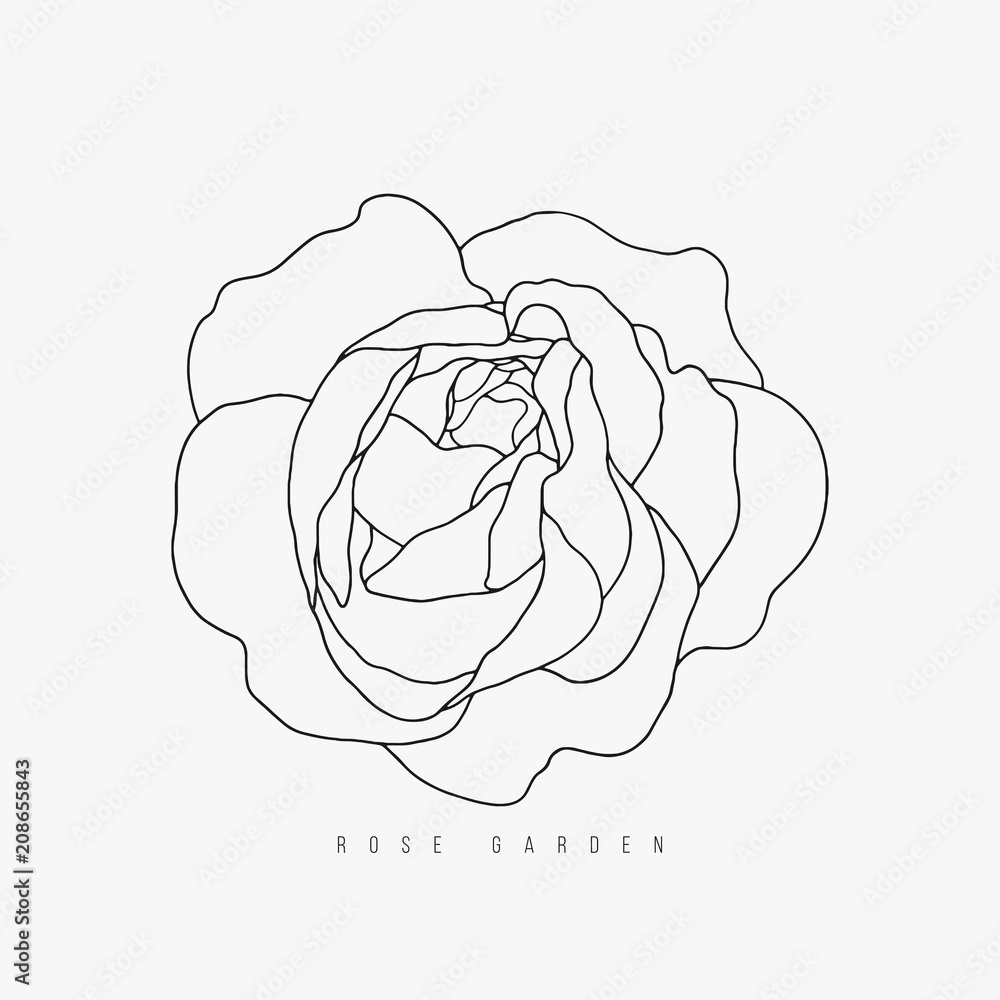 Hand drawn vector tea-rose contour on the white background Hand drawn vector tea-rose contour on the white background