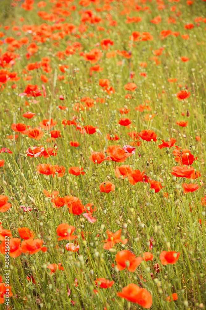 a fields full of blooming red poppies