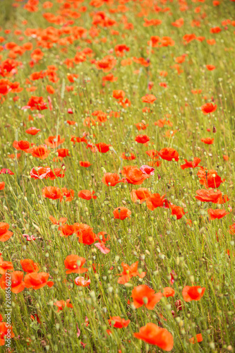Fototapeta Naklejka Na Ścianę i Meble -  a fields full of blooming red poppies