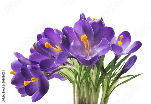 Fototapeta Naklejka Na Ścianę i Meble -  beautiful crocus on white background - fresh spring flowers. Violet crocus flowers bouquet . (selective focus)