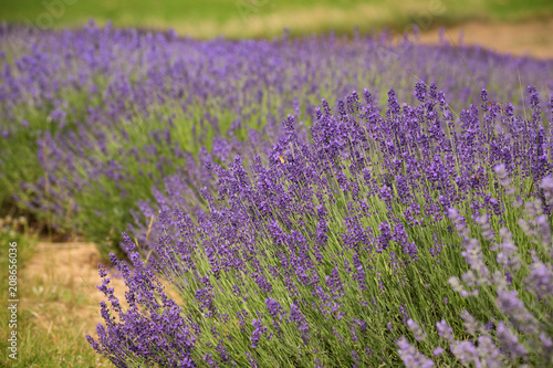 a picturesque view of blooming lavender fields.