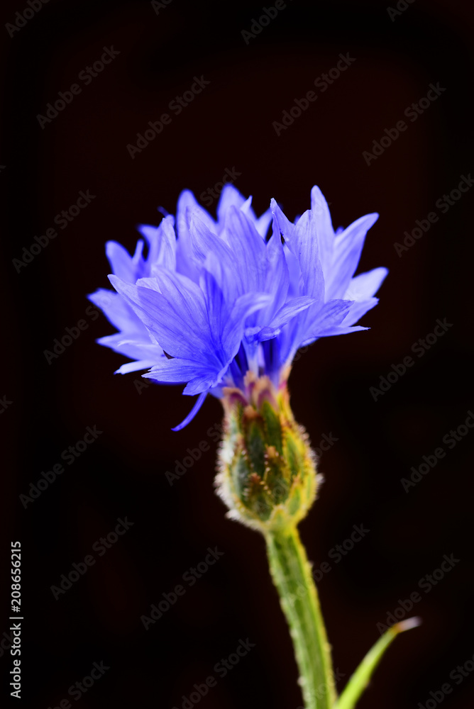 Blue cornflower. Flower bouquet 