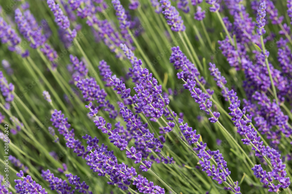 Obraz premium a picturesque view of blooming lavender fields.