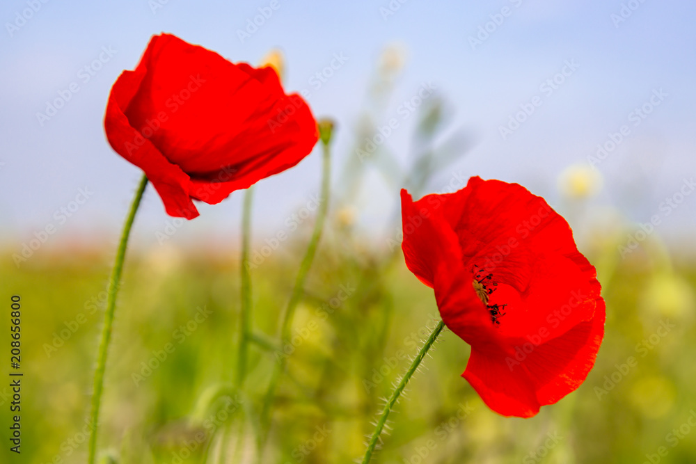 Fototapeta premium Red poppies growing in the Sussex countryside on a sunny summers day