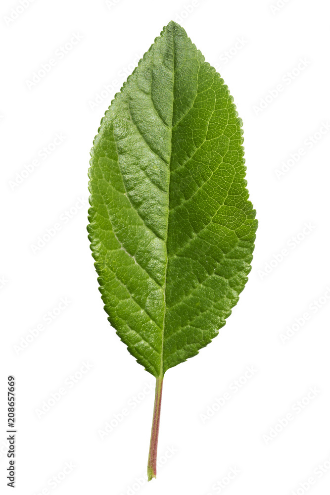 Plum leaf on white background