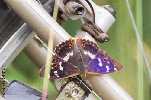 Butterfly Lesser Purple Emperor (Apatura ilia)  sitting on a bicycle.