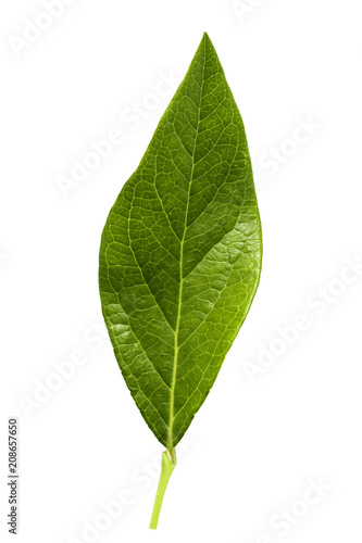 blueberry leaf isolated