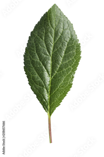Plum leaf isolated