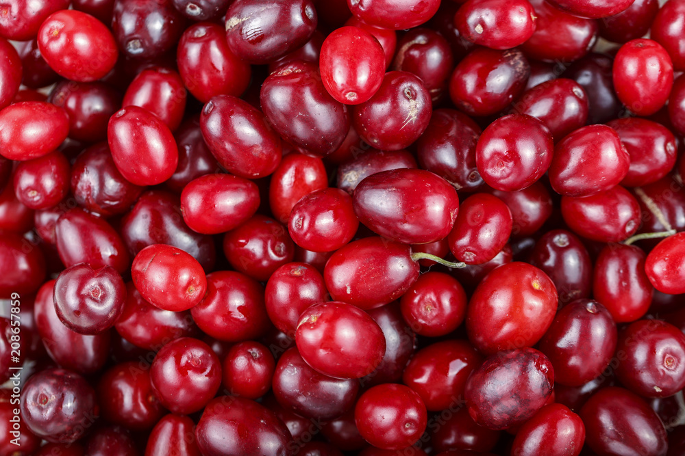 cornelian berries as a background cornelian berries as a background
