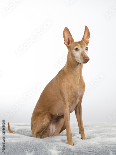 Cirneco dell etna dog portrait in a studio with white background. A rare Italian dog breed.