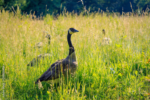 Wild geese in the tall grass photo