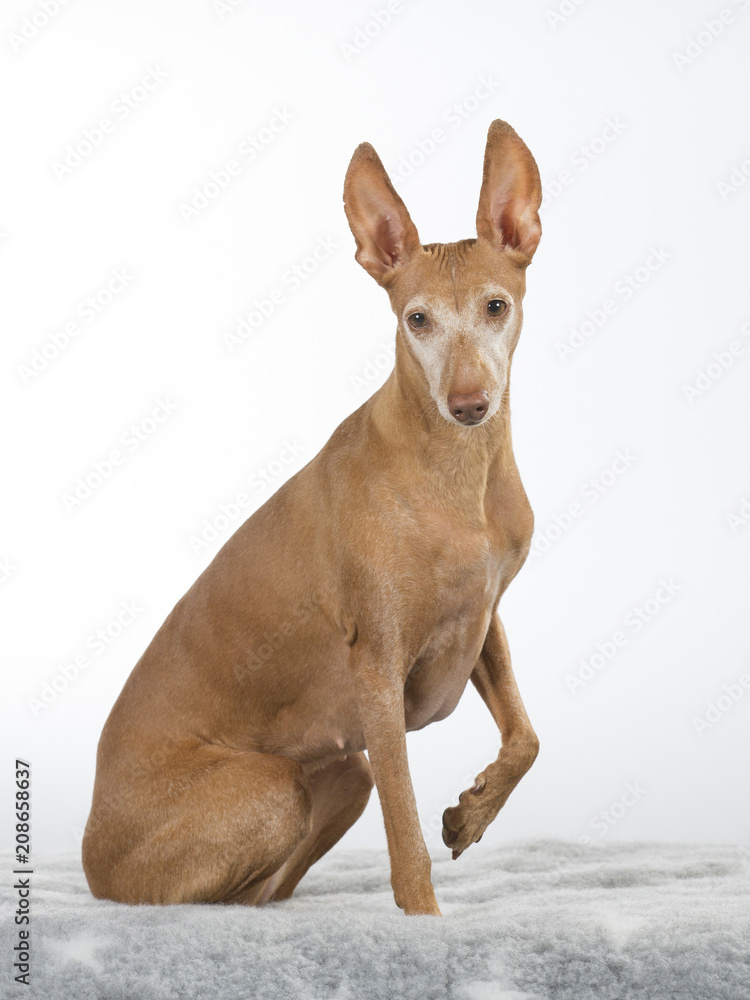 Etna dog portait in a studio. Rare Italian breed called cirneco dell'etna Etna dog portait in a studio. Rare Italian breed called cirneco dell'etna