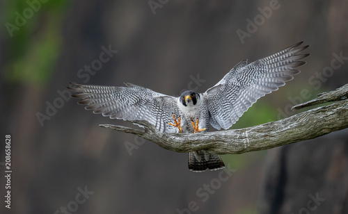Peregrine Falcon © Harry Collins