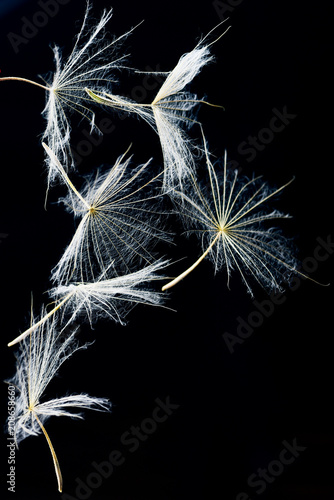macro dandelion seeds