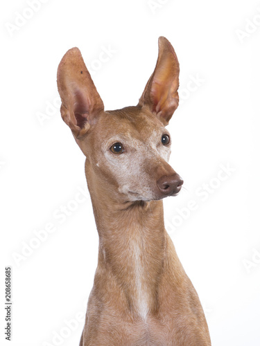 Etna dog portait in a studio. Rare Italian breed called cirneco dell'etna