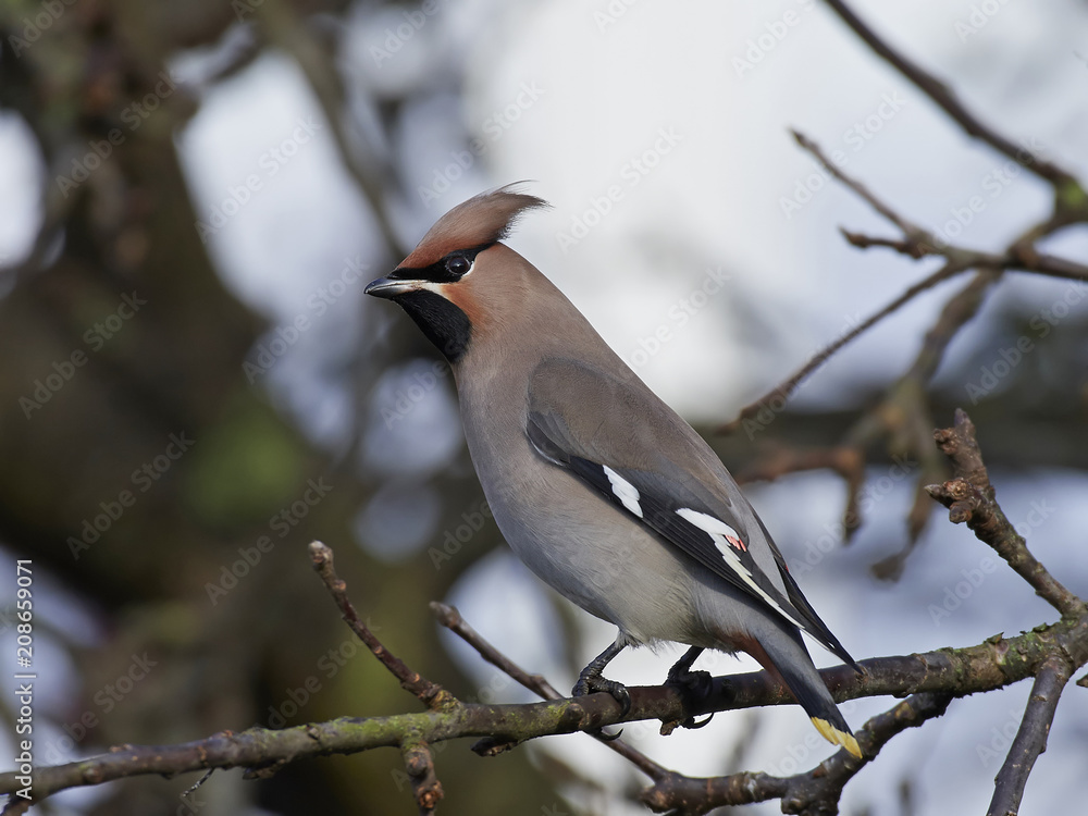 Bohemian waxwing (Bombycilla garrulus) Bohemian waxwing (Bombycilla garrulus)