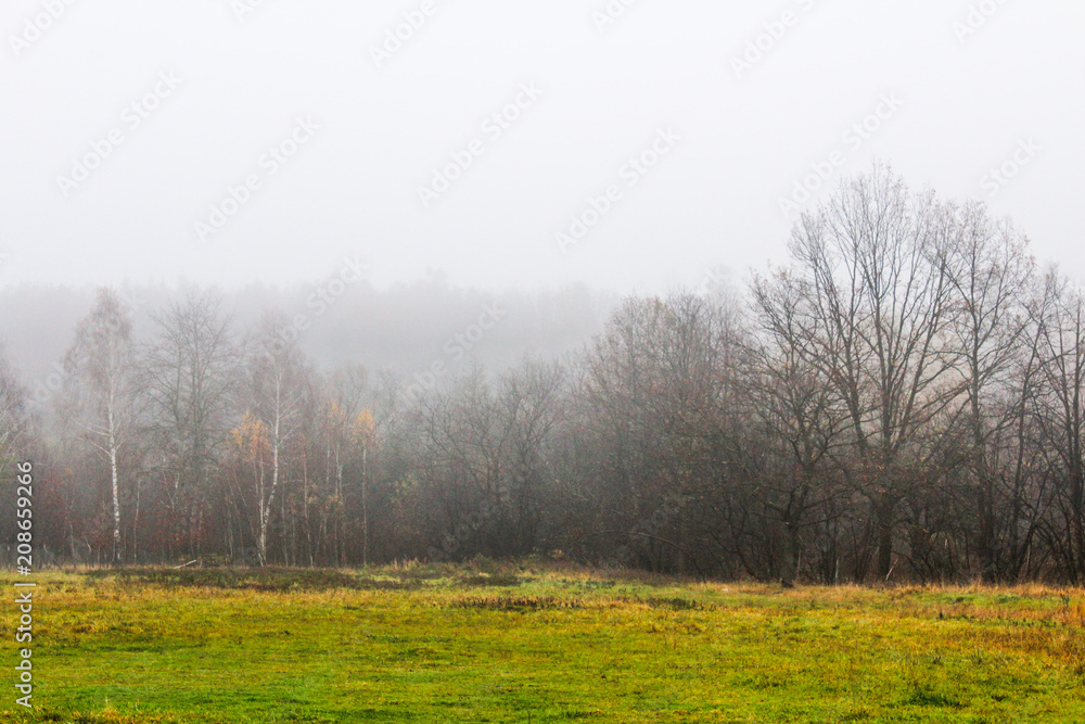 A misty morning is in the autumn forest..